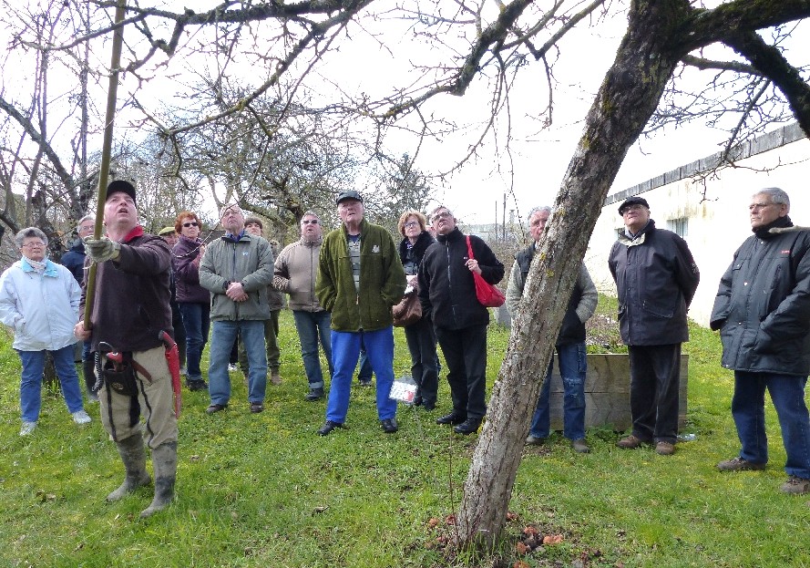Dbut de la taille d'un pommier de plein vent